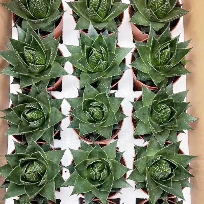 
China succulent gardens mini succulent plants for sale 