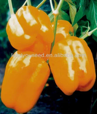 SP05 Chengxing no.2 orange hybrid bell pepper seeds, sweet pepper seeds for planting, different type of seeds, hybrid vegetable seeds, capsicum seeds.JPG