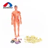 Kids education torso skeleton human body toys anatomy model for cheap/maqueta cuerpo humano