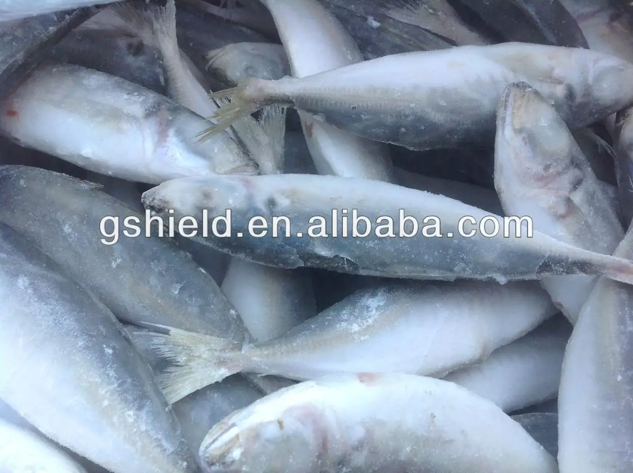 IQF trawl 6-8 round scad 12.jpg