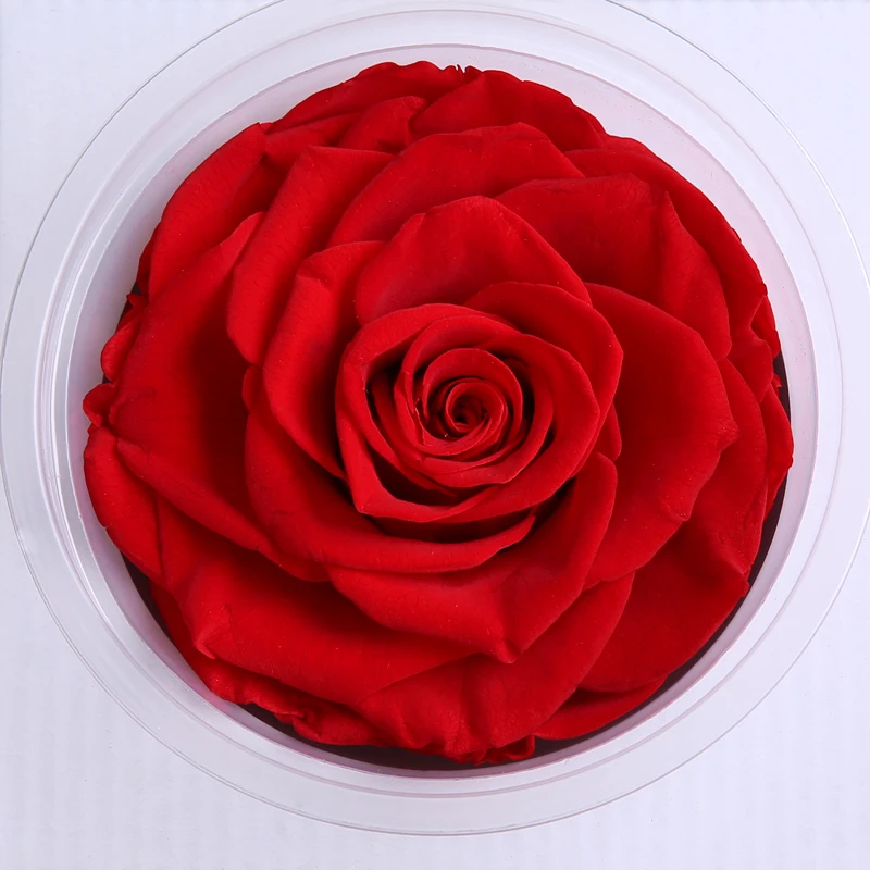 Wholesale Grade A Preserved Rose Buy Real Preserved Roses,Real
