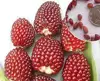 NON-GMO Top quality edible red color strawberry corn seeds for planting