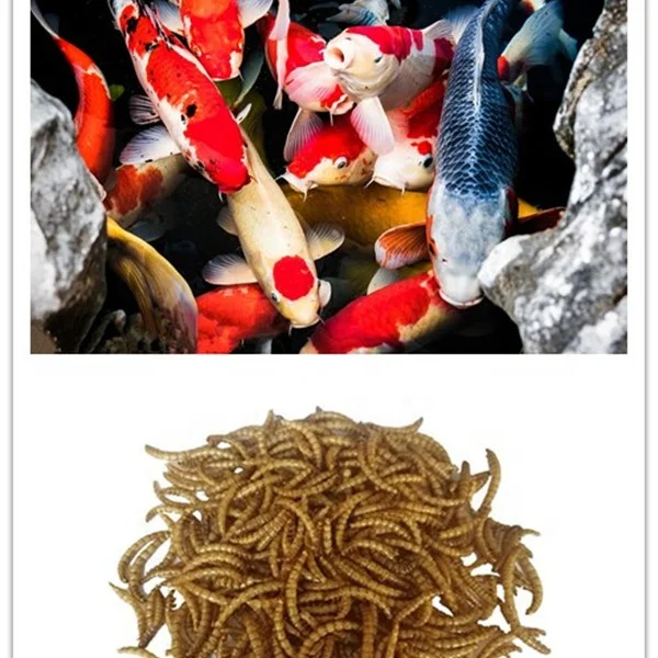 mealworm.jpg