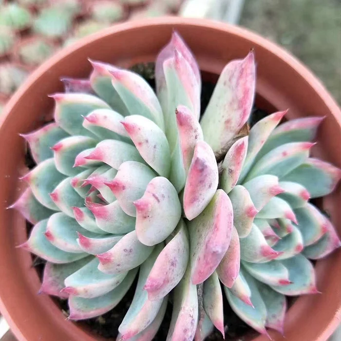 
Best selling tropical plants indoor succulent plants 