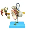 Enlargement model of auditory ossicles and tympanic membrane in inner ear