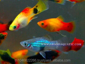 platies fish price
