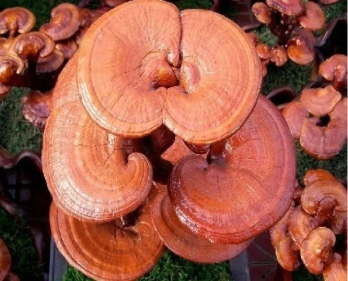 Natural ganoderma spore способ применения