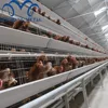 /product-detail/galvanized-steel-material-4-tier-farming-equipment-egg-chicken-cage-for-kenya-farm-chicken-breeding-60769547338.html