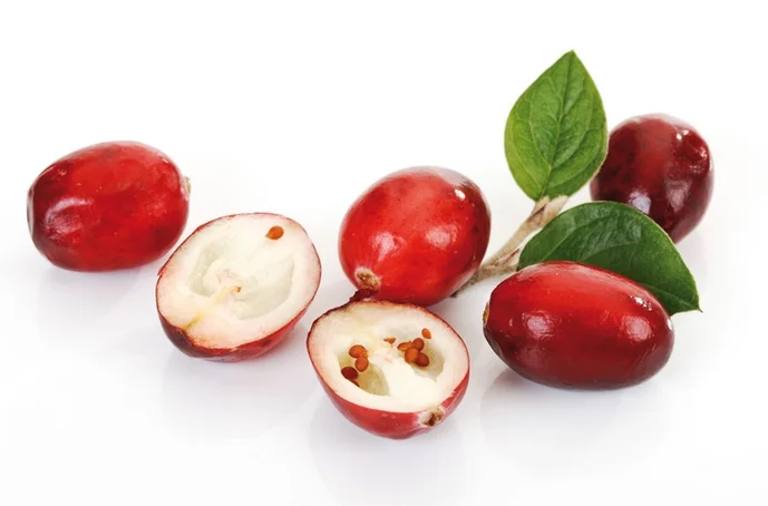 天然蔓越莓提取物粉末花青素5 25 Uv 原花青素 Pac Buy Cranberry Extract Proanthocyanidins Cranberry Extract Anthocyanidins Pac Cranberry Extract Product On Alibaba Com