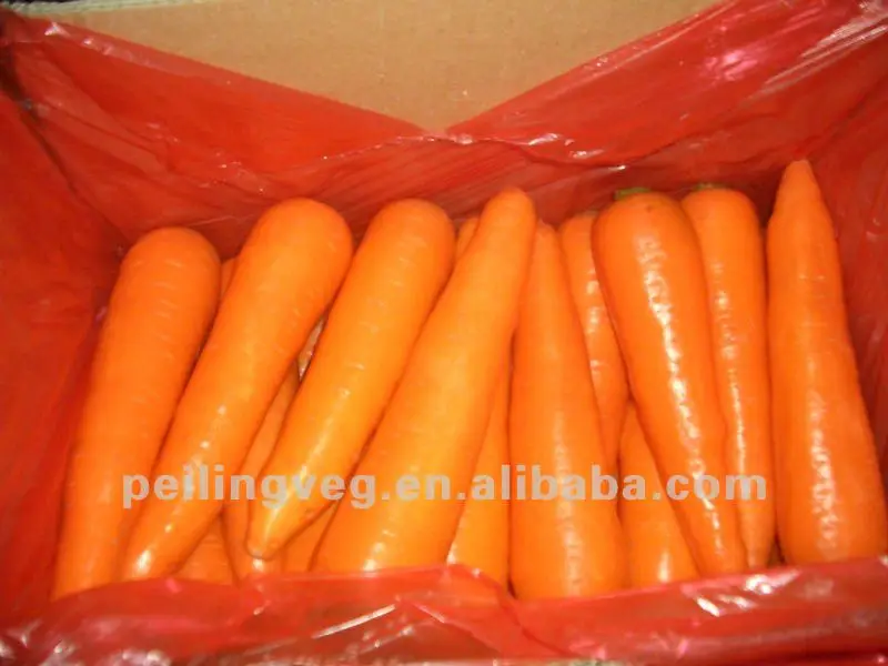 
Good china carrot for RUSSIAN Market 