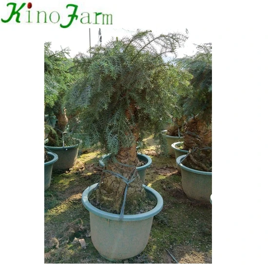 
Nice Plant Araucaria 