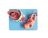 Model of normal fetal delivery process Female uterine model