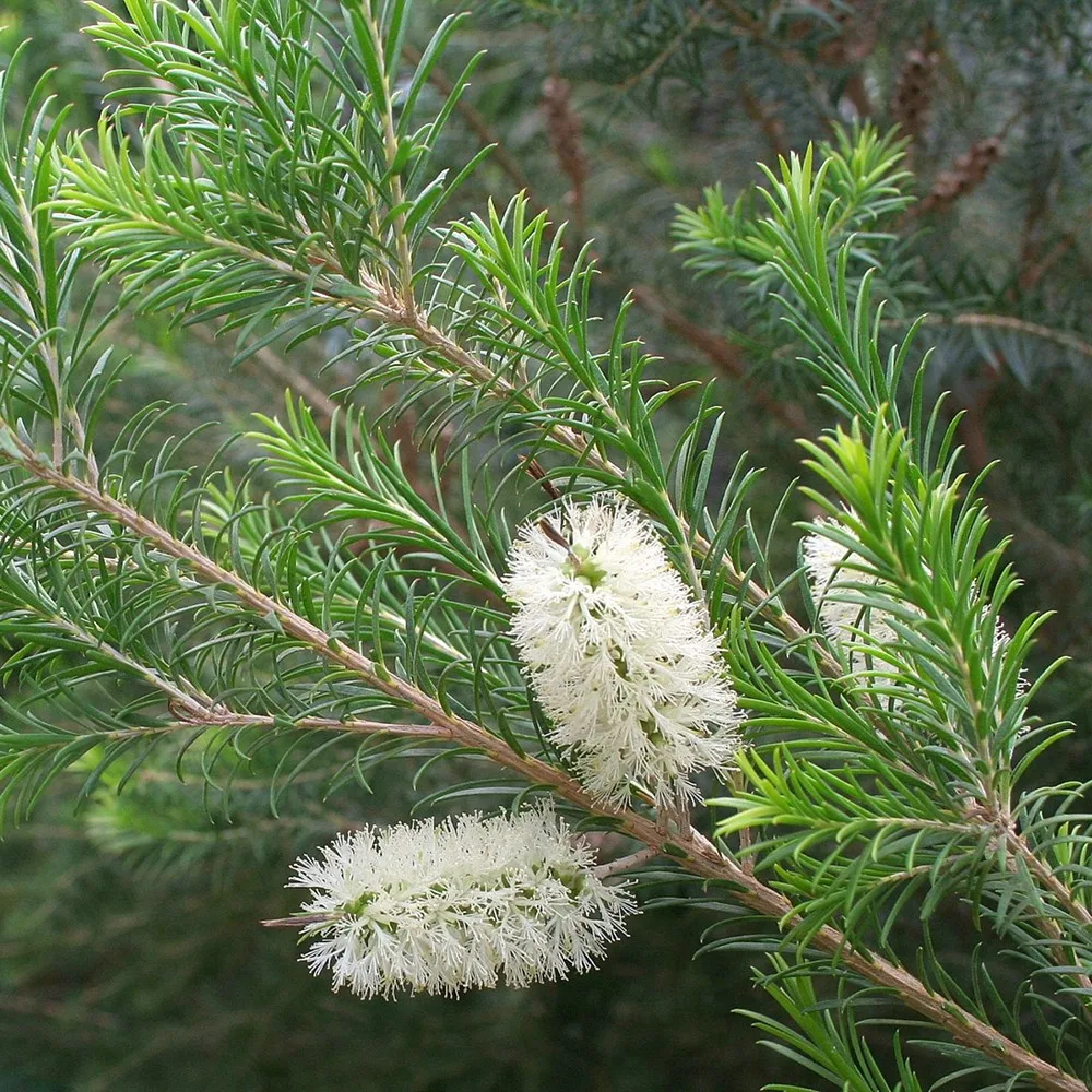 Whitecream Flower Color Real Live Arbor Plant Black Teatree Melaleuca