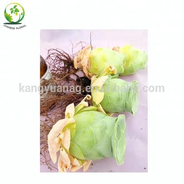 
Good shape Greenovia aurea Tenerife 5cm 