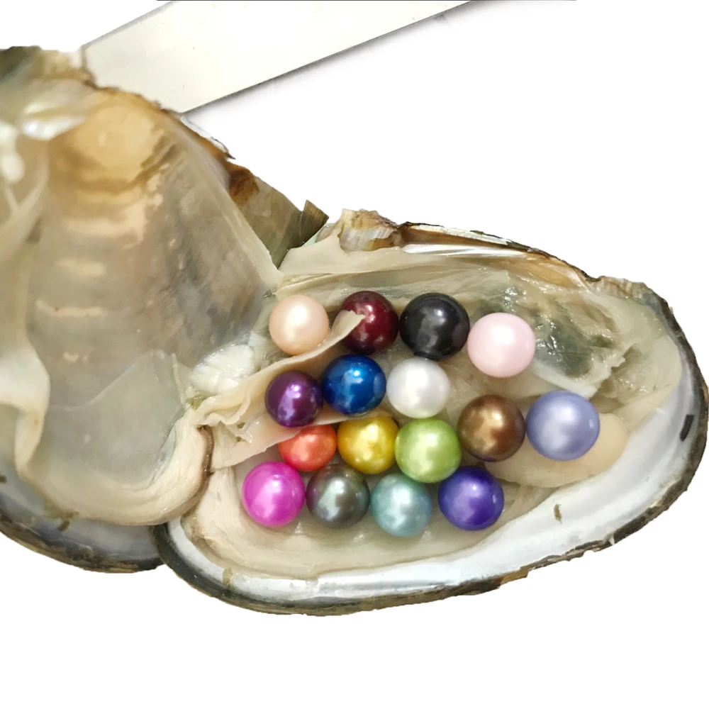 

Wholesale Multiple Births 6-7 mm AAAA Round Saltwater akoya Pearl Oyster with Pearl, Oyster 7 Step Stained Pearl