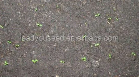 SB01 Fairy new arrival high quality f1 hybrid strawberry seeds for growing1.jpg