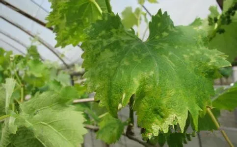 175013-18-0 Pyraclostrobin price