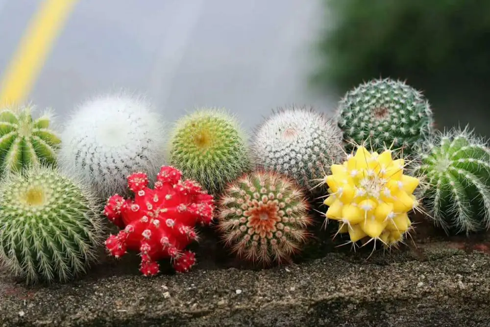 
Fujian mini cactus succulent plants decoration 