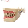 Standard SF Type dental teeth Study Model for training