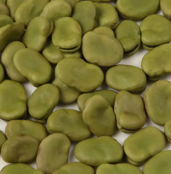 GREEN BROAD BEAN-1