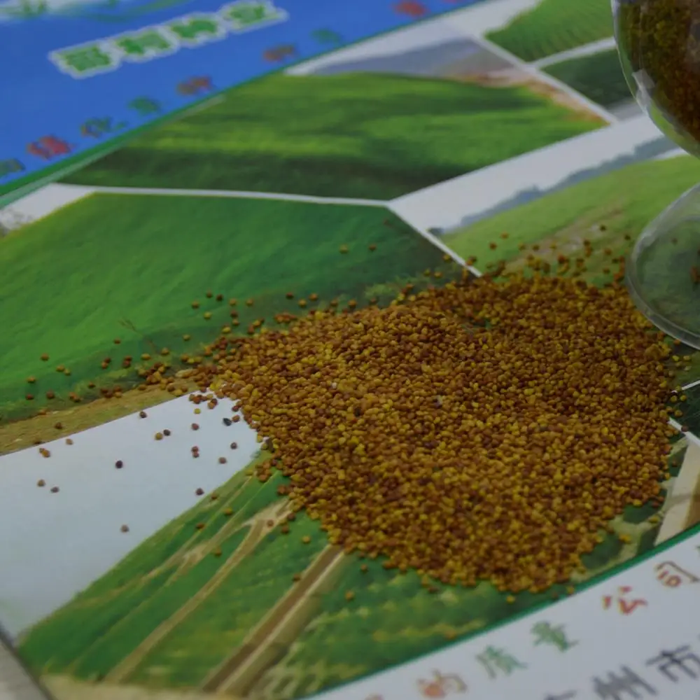 
freeze resistance Grass seed high quality Trifolium repens seeds Forage grass seeds 