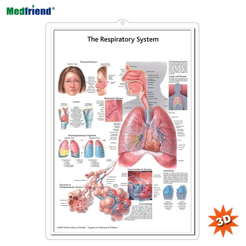 Licensed Educational Plastic 3d Medical Anatomical Wall Chart /poster ...