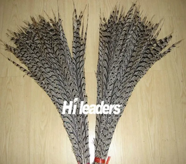 lady amherst pheasant feather (2).jpg