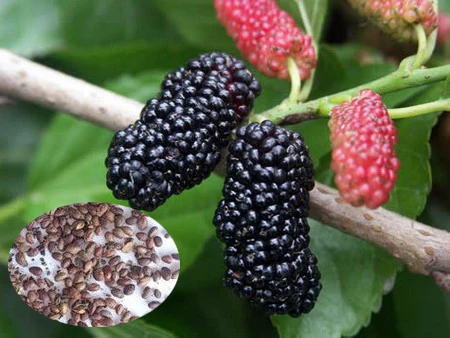 Fruit Tree Seeds Mulberry For Growing Fruit Tree Seeds Mulberry For Growing