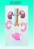 Relief model of the urogenital system(plastic pvc)