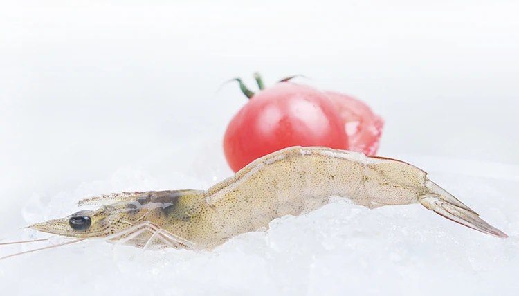 shrimp-7-750.jpg