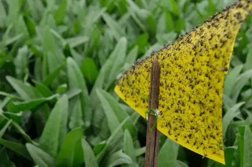 Vegetable Leafminer killer.jpg