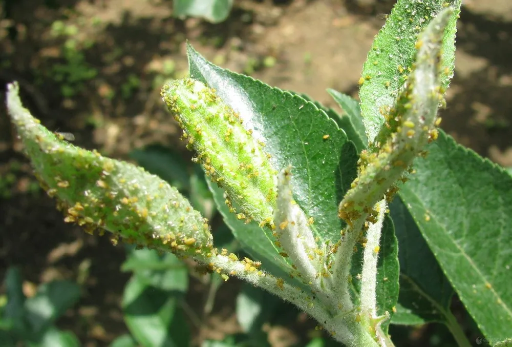 农药emamectin 苯甲酸酯 5% ec 价格