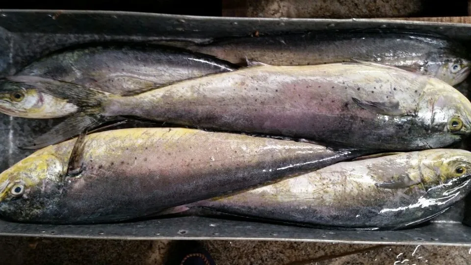 frozen mahi mahi (4).jpg