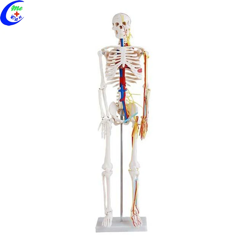 Medical Human Anatomical Skeleton Model Buy Anatomical Model,Medical
