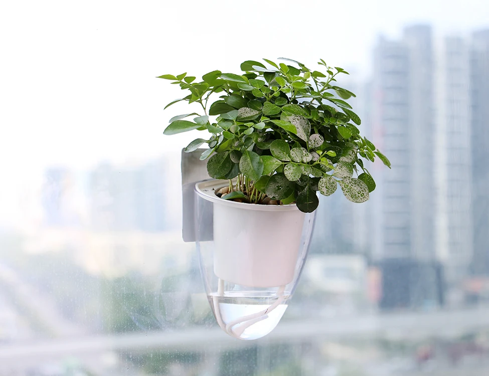 wall hanging flower pot