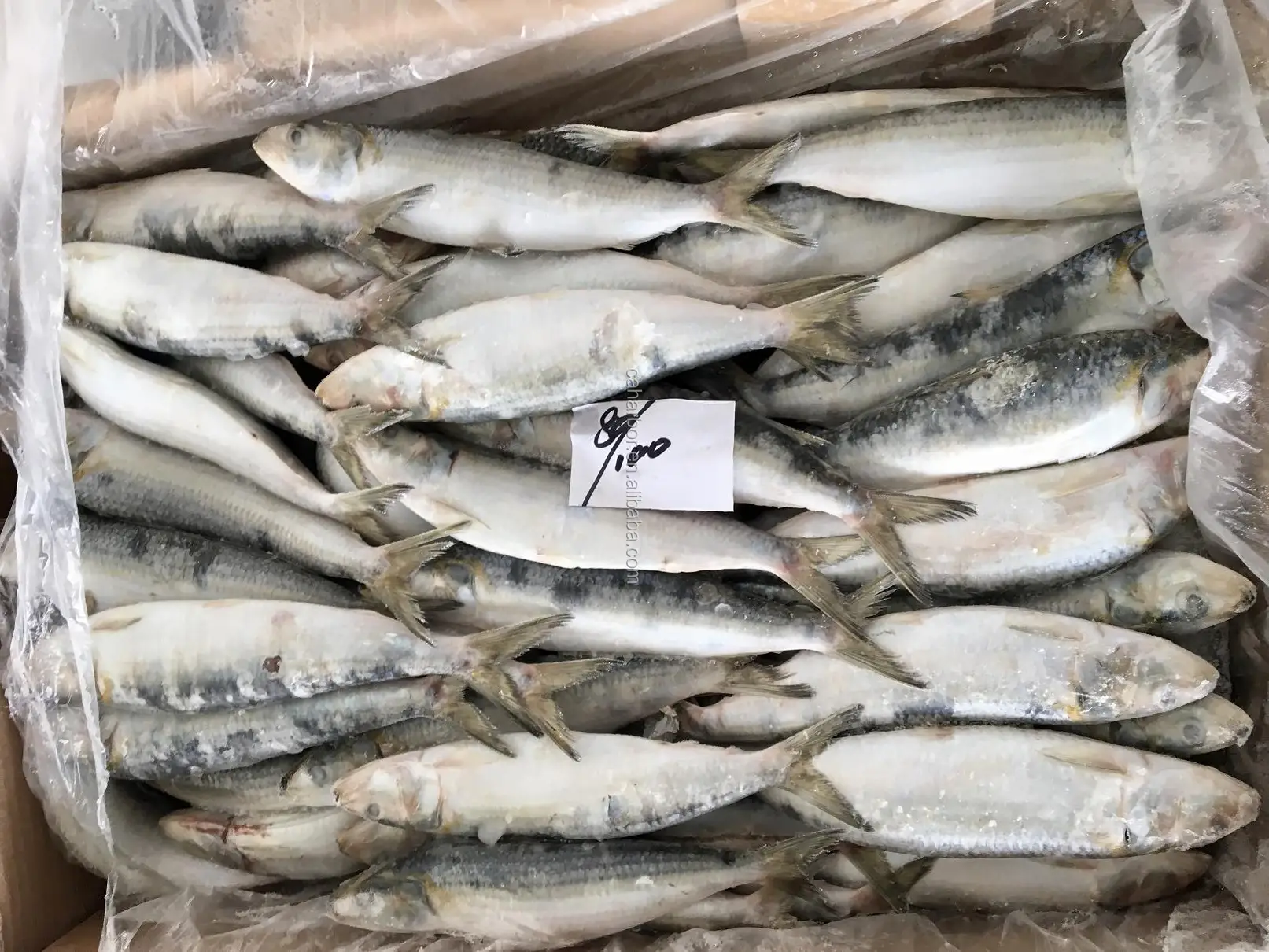 Frozen Sardine For Bait All Types of Sardine Fish on Sale