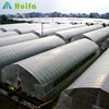 Hot Sale Easy Assembled Large Film Tomato Greenhouse