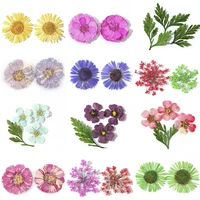 

3D Nail Art Dried Flower Mixed Preserved Daisy Babysbreath Natural Sticker DIY Manicure Nail Art Decorations Wholesale