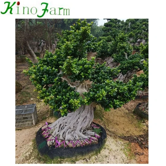 KF4082  SX-059(10).jpg