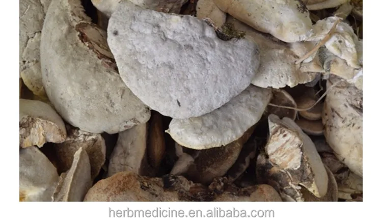 
Wild organic mushroom Trametes suaveloens (L.) Fr. whole part for food and herb 