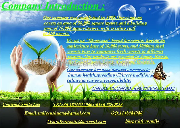 
Good china carrot for RUSSIAN Market 