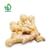 new crop 150g-250g fresh ginger from china