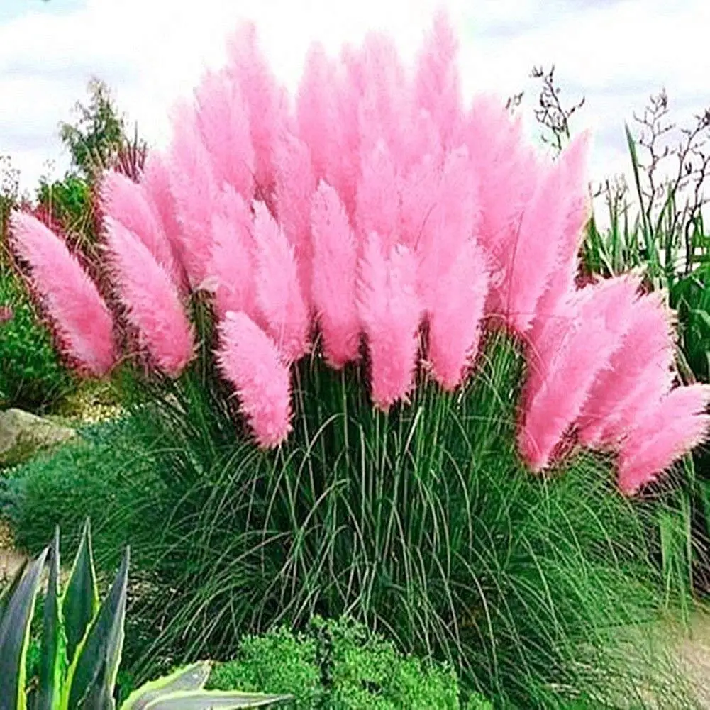 Автошампунь grass pink