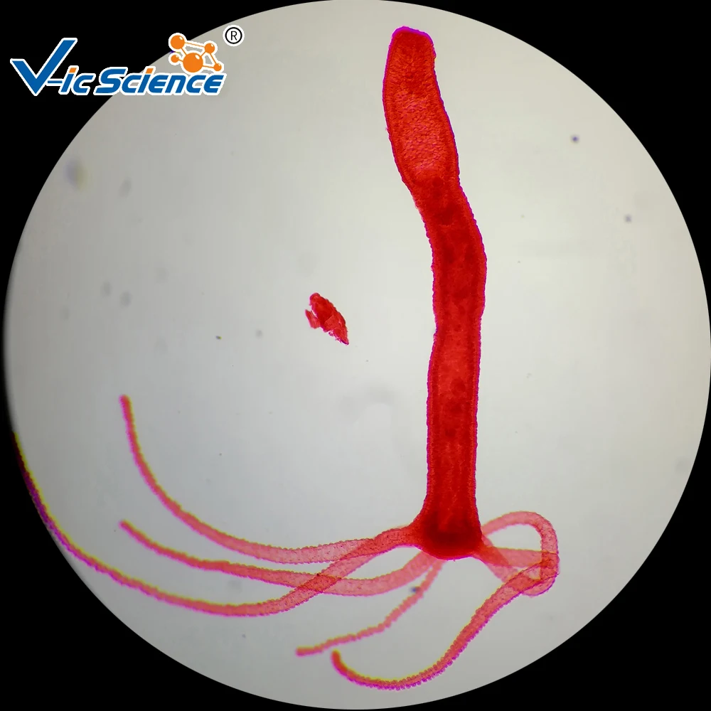 
Medical parasitology slides educational prepared slides 