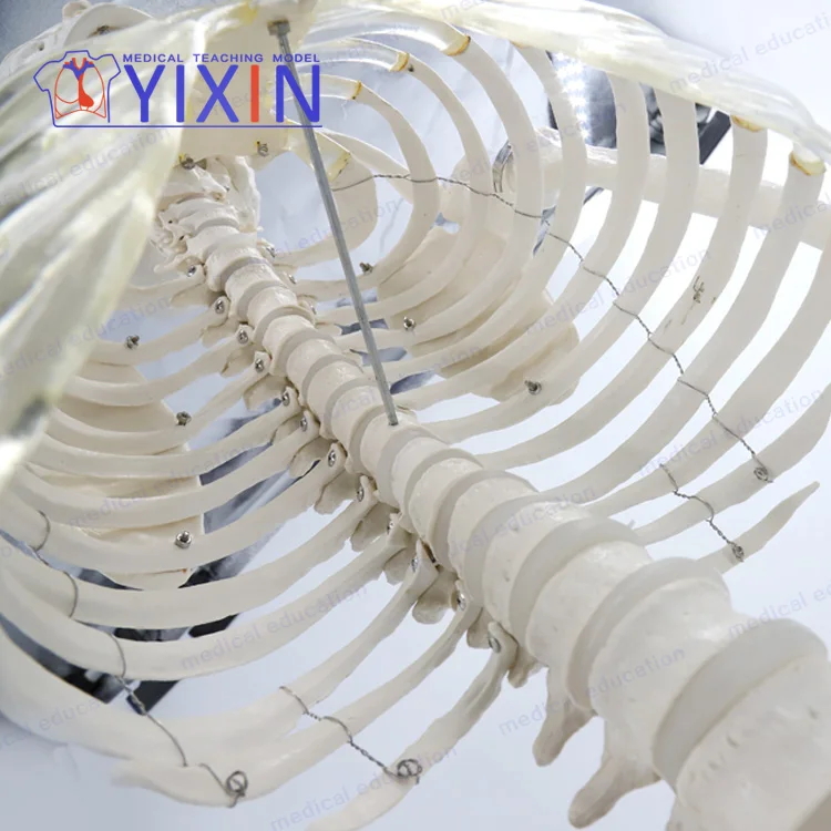 
Human Skeleton model, 170cm, full size, articulated, educational model, anatomical model 