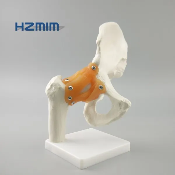 
Human Hip joint skeleton model for medical teaching, scale hip joint model 
