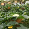 Multispan Polycarbonate Greenhouse with Internal and External Shading System for Cooling Down