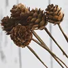 Natural pinecones for Christmas ornaments shooting props dried flowers