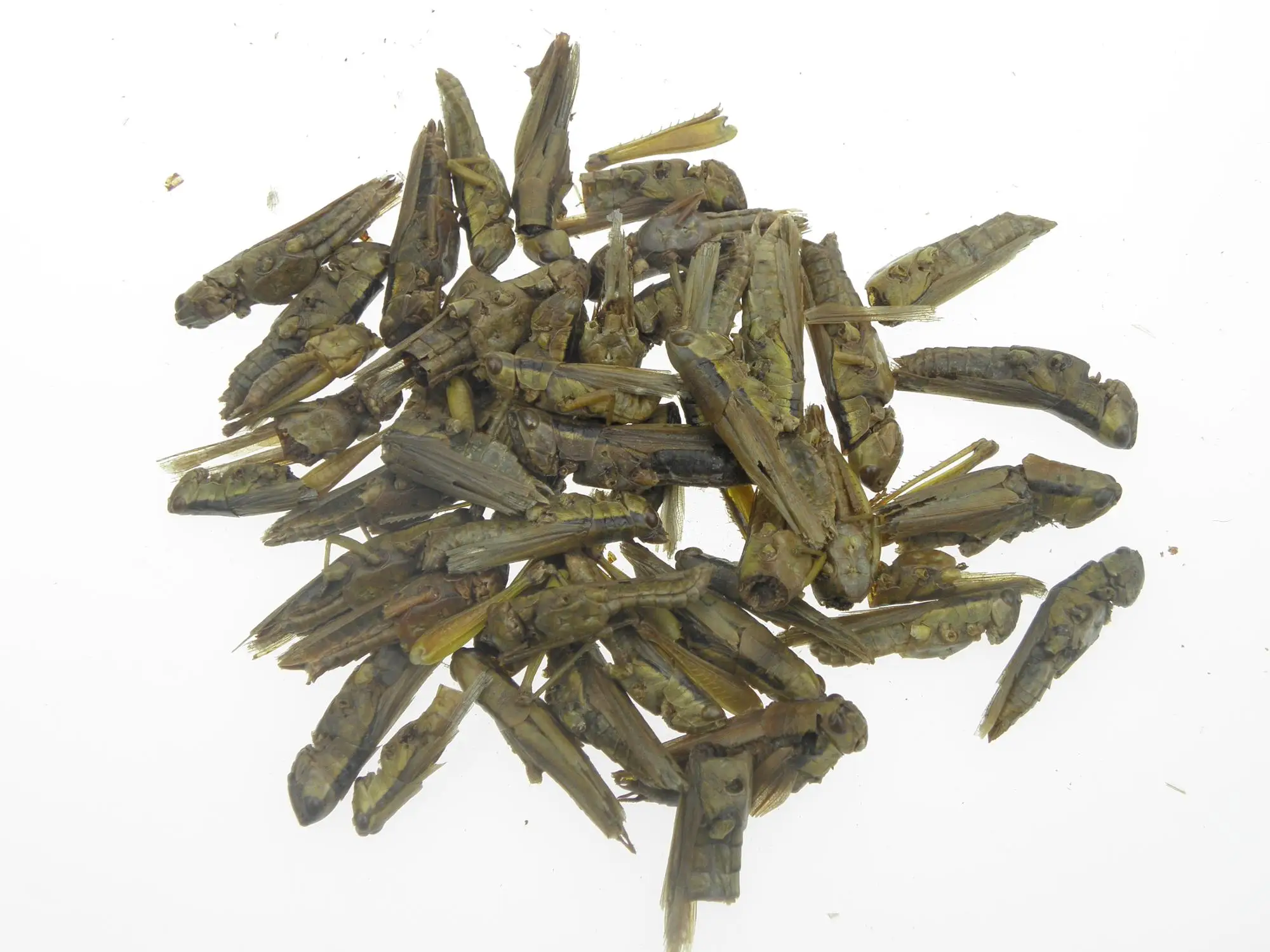 freeze dried grasshopper