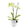 Moso Bamboo stick with Wax for Orchid Plant and Split Bamboo